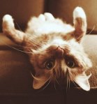 Аватара пользователя